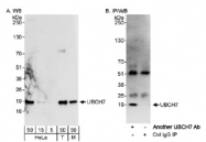 NB100-2265 - UBE2L3 / UBCH7