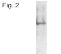 NB600-1171 - ATP synthase subunit beta