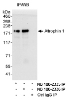 NB100-2335 - Atrophin-1