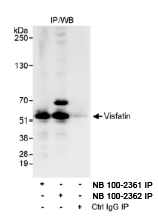 NB100-2361 - Visfatin / NAMPT
