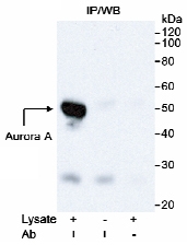 NB100-267 - Aurora kinase A