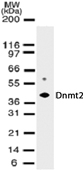 NB200-587 - DNMT2 / TRDMT1