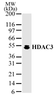 NB100-1669 - HDAC3