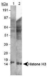 NB500-267 - Histone H3