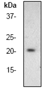 NB200-615 - Bcl-2-like 8