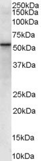 NB100-2431 - VPS45