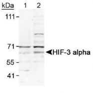 NB100-2529 - HIF3A / HIF3 alpha