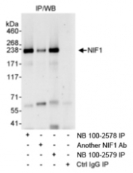 NB100-2578 - ZNF335