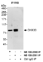 NB100-2580 - DHX33