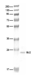 NB100-2087 - Bcl-2