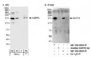 NB100-2858 - TP53BP2