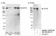 NB100-2863 - USP34