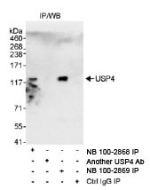 NB100-2868 - USP4 / UNP