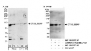 NB100-2873 - DTX3L / BBAP