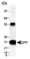 NB600-303 - GFP