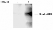 NB100-224 - BRCA1 / RNF53