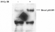 NB100-229 - BRCA1 / RNF53