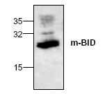 NB100-2206 - BID