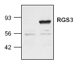 NB120-2564 - RGS3