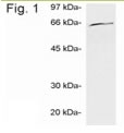 NB120-3341 - Ubiquilin-1 (UBQLN1)