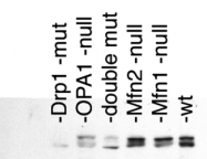 NB110-55237 - Dynamin-1-like protein
