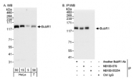 NB100-55254 - BUB1B