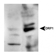NB110-55288 - Dynamin-1-like protein