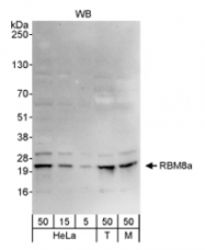 NB100-55326 - RBM8A / RBM8