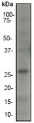 NB110-55552 - Bcl-2-like 5