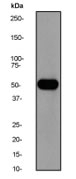 NB110-55556 - Beclin-1