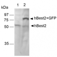 NB110-55620 - Bestrophin-2