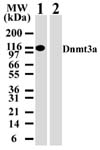 NB100-55782 - DNMT3A