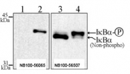 NB100-56065 - NFKBIA / IKBA