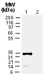 NB100-56133 - CRE Recombinase