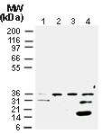 NB100-56134 - CRE Recombinase