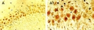 NB100-56134 - CRE Recombinase