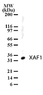 NB100-56355 - XAF1