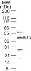 NB100-56375 - Bcl-3