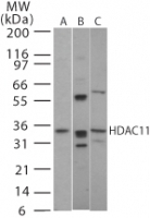 NB100-56382 - HDAC11