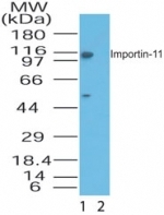NB100-56484 - RanBP11 / Importin-11