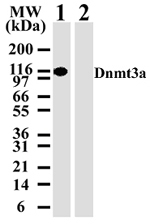 NB100-56521 - DNMT3A
