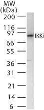 NB100-56524 - IKBKE / IKKE