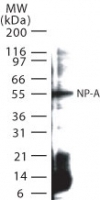 NB100-56570 - Influenza A H1N1