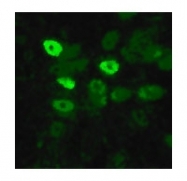 NB100-56572 - Influenza A H5N1