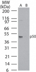 NB100-56583 - NF-kB p105 / p50