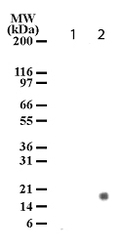 NB100-56595 - Histone H3