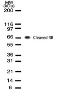 NB100-56598 - Retinoblastoma-associated protein / RB1