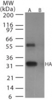 NB100-56608 - Influenza A H5N1