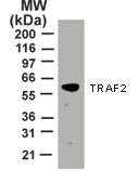 NB100-56715 - TRAF2 / TRAP3
