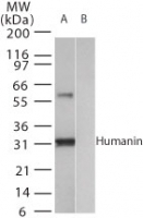 NB100-56876 - Humanin